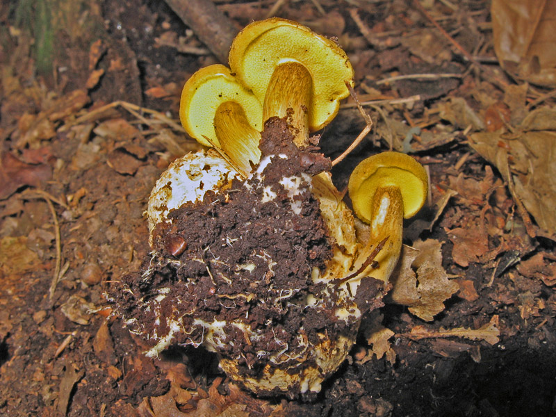 Xerocomus parasiticus